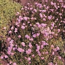 Attēlu rezultāti vaicājumam “Antennaria dioica leaf”