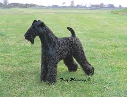 Image result for Paignton Cc