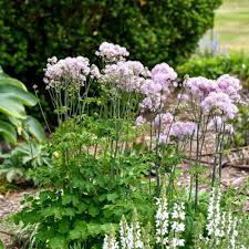 Attēlu rezultāti vaicājumam “Thalictrum aquilegifolium”