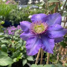 Image result for clematis multi blue