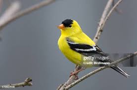 Attēlu rezultāti vaicājumam “Fringillidae”