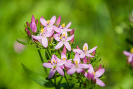 Attēlu rezultāti vaicājumam “Centaurium erythraea flower”