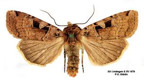 Attēlu rezultāti vaicājumam “Xestia triangulum”