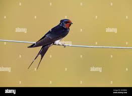 Attēlu rezultāti vaicājumam “Hirundo rustica adult”