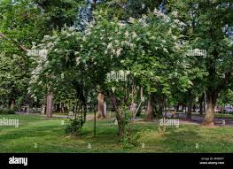 Attēlu rezultāti vaicājumam “Syringa reticulata subsp. amurensis flower”