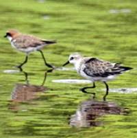 Image result for Calidris ruficollis
