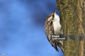 Attēlu rezultāti vaicājumam “Certhia familiaris”