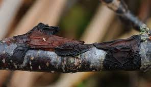 Attēlu rezultāti vaicājumam “Exidia repanda”