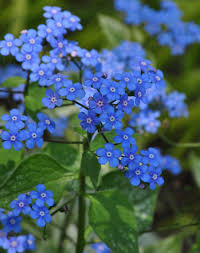 Attēlu rezultāti vaicājumam “Brunnera macrophylla”