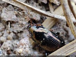Attēlu rezultāti vaicājumam “Amara sp.”