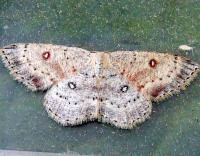 Attēlu rezultāti vaicājumam “Cyclophora albipunctata”