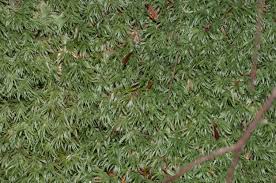 Attēlu rezultāti vaicājumam “Leucobryum glaucum”