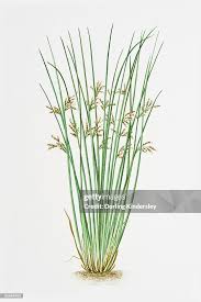 Attēlu rezultāti vaicājumam “Juncus inflexus”