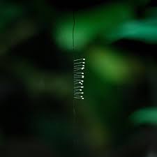 Attēlu rezultāti vaicājumam “Chrysopa eggs”