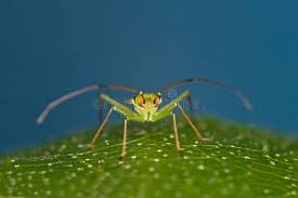 Attēlu rezultāti vaicājumam “Pantilius tunicatus”