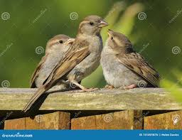 Attēlu rezultāti vaicājumam “Passer domesticus juvenile”