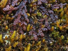 Attēlu rezultāti vaicājumam “Frullania fragilifolia macro”