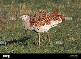 Image result for Otis tarda