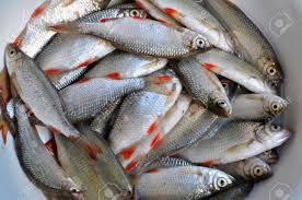 Attēlu rezultāti vaicājumam “Rutilus rutilus”