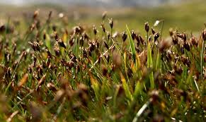 Attēlu rezultāti vaicājumam “Eleocharis quinqueflora”