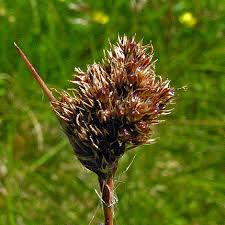 Attēlu rezultāti vaicājumam “Luzula multiflora”