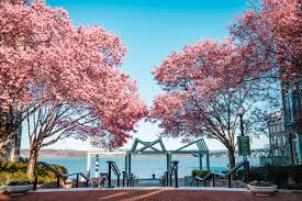 Image result for "cherry blossom" washington
