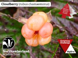 Attēlu rezultāti vaicājumam “Rubus chamaemorus fruit”