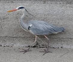 Attēlu rezultāti vaicājumam “Ardea cinerea”