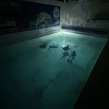 Image result for Robin Hood Dive School