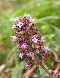 Attēlu rezultāti vaicājumam “Thymus serpyllum”