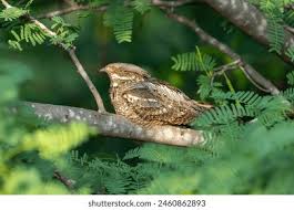 Attēlu rezultāti vaicājumam “Caprimulgus europaeus egg”