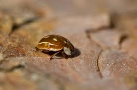 Attēlu rezultāti vaicājumam “Myzia oblongoguttata”