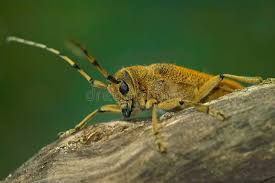 Attēlu rezultāti vaicājumam “Saperda carcharias”