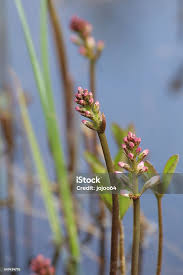 Attēlu rezultāti vaicājumam “Menyanthes trifoliata bud”