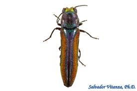 Attēlu rezultāti vaicājumam “Buprestidae”