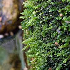 Attēlu rezultāti vaicājumam “Platyhypnidium riparioides”