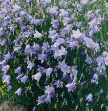 Attēlu rezultāti vaicājumam “Campanula rotundifolia”