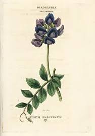 Attēlu rezultāti vaicājumam “Lathyrus japonicus subsp. maritimus flower”