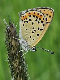Attēlu rezultāti vaicājumam “Lycaena tityrus”