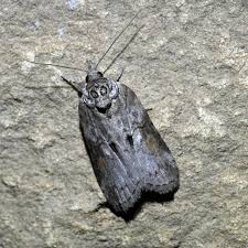 Attēlu rezultāti vaicājumam “Nycteola sp.”