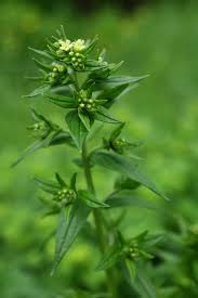 Attēlu rezultāti vaicājumam “Lithospermum officinale”