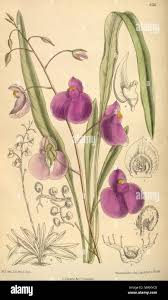 Attēlu rezultāti vaicājumam “Lentibulariaceae”