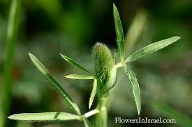 Attēlu rezultāti vaicājumam “Trifolium arvense”