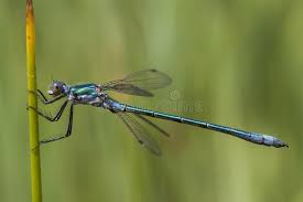 Attēlu rezultāti vaicājumam “Lestes dryas male”