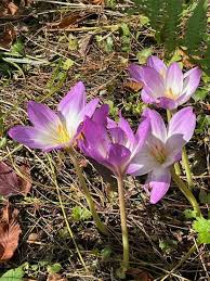 Attēlu rezultāti vaicājumam “Colchicum autumnale flower”