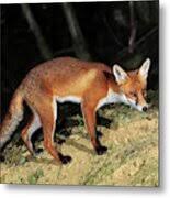 Attēlu rezultāti vaicājumam “Vulpes vulpes  juvenile”