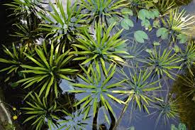 Attēlu rezultāti vaicājumam “Stratiotes aloides”