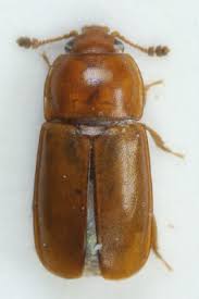 Attēlu rezultāti vaicājumam “Epuraea sp.”