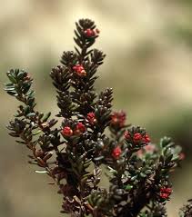 Attēlu rezultāti vaicājumam “Empetraceae”