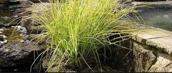 Attēlu rezultāti vaicājumam “Carex elata flower”